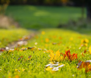 Ein Rasen kann so ziemlich alles sein: Moosfläche oder Wildkräuterwiese, privat oder öffentlich, Erholungs- oder Spielfläche.