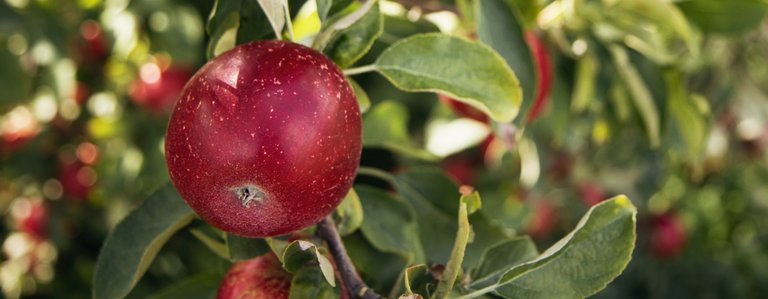 Erfreuen Sie sich jährlich an leckeren Früchten aus dem eigenen Garten